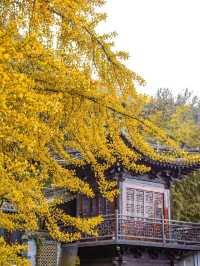 陝西！西安千年古寺銀杏絕美