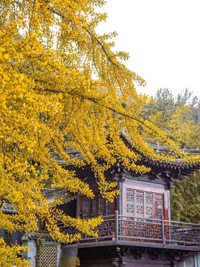 陝西！西安千年古寺銀杏絕美