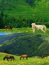 川西花海雪山秘境