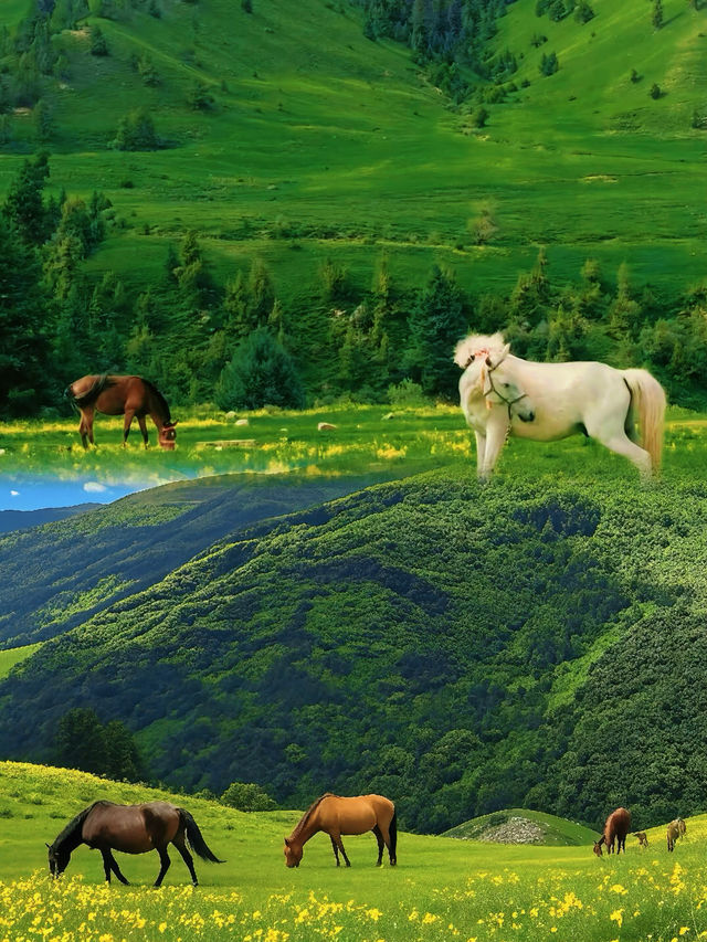 川西花海雪山秘境 川西花海雪山秘境