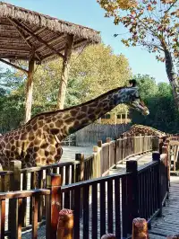 上海野生動物園最全帶娃攻略