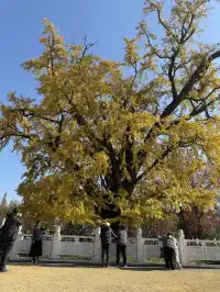 南京千年銀杏|原片直出無濾鏡