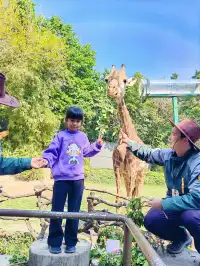 普通票廣州長隆大馬戲C位攻略