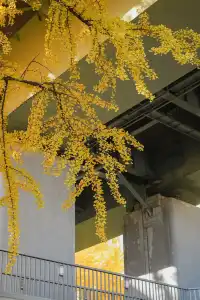 高架橋取景框裡的金色銀杏