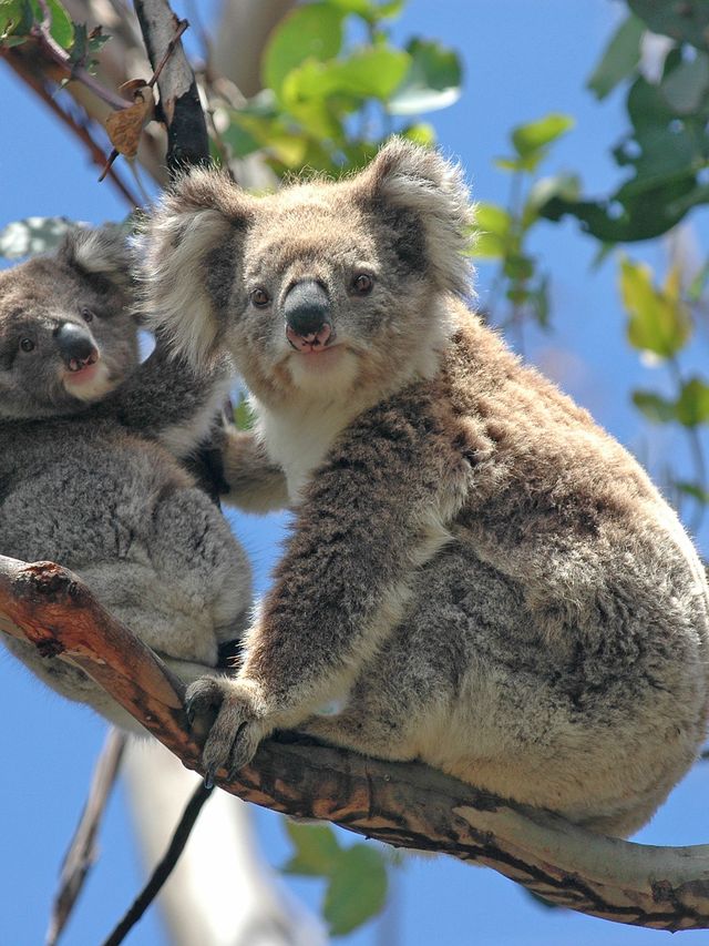 澳大利亞1日包車遊打卡必玩景點 澳大利亞1日包車遊打卡必玩景點