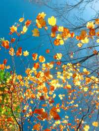 帶上這個以防萬一｜秋天的星星調色教程