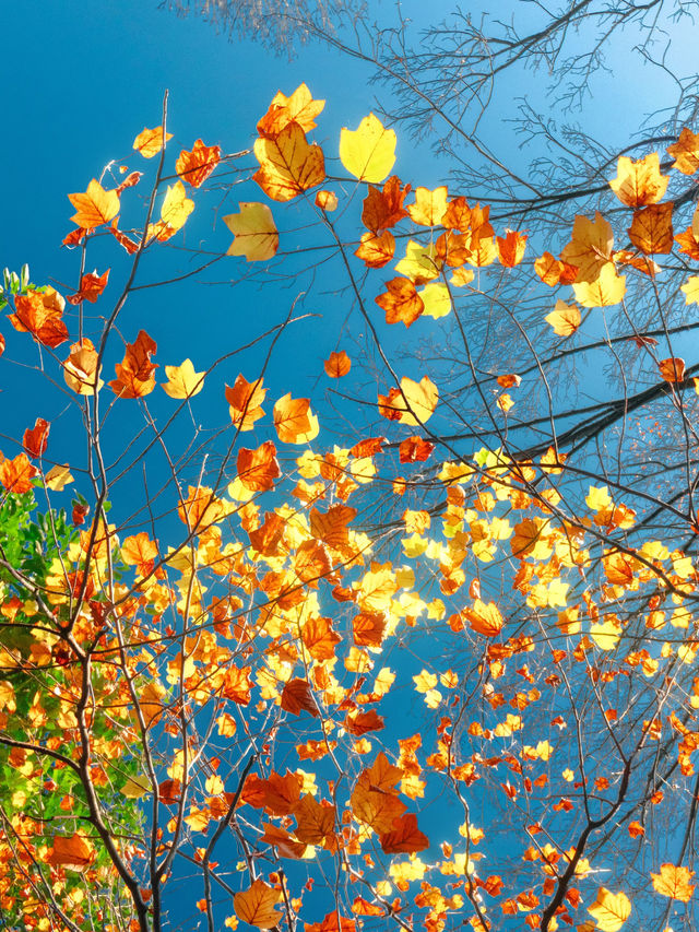 帶上這個以防萬一｜秋天的星星調色教程