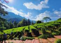 人間仙境姑婆山