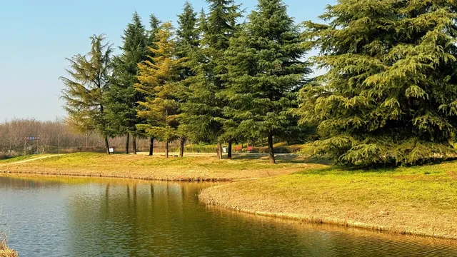 西安高新小森林 西安高新小森林