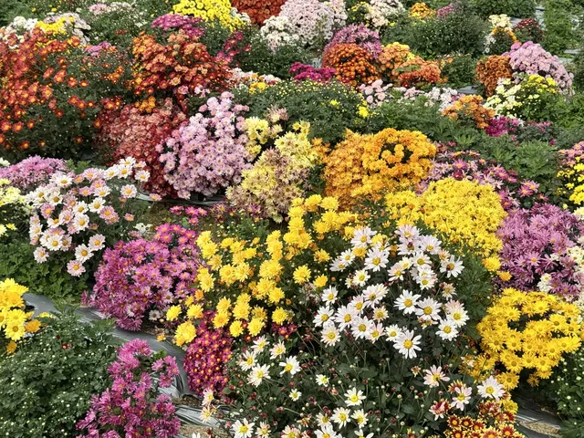 2025深圳大鵬菊花展 2025深圳大鵬菊花展