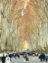 南京12月絕美秋色|玄武日落與鐘山秘境