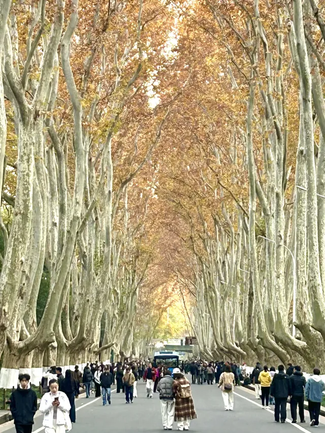 南京12月絕美秋色|玄武日落與鐘山秘境 南京12月絕美秋色|玄武日落與鐘山秘境