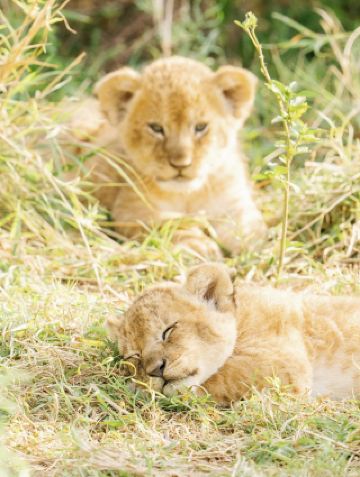 Serengeti Calving Season! Go to Africa to see animal babies during the Spring Festival