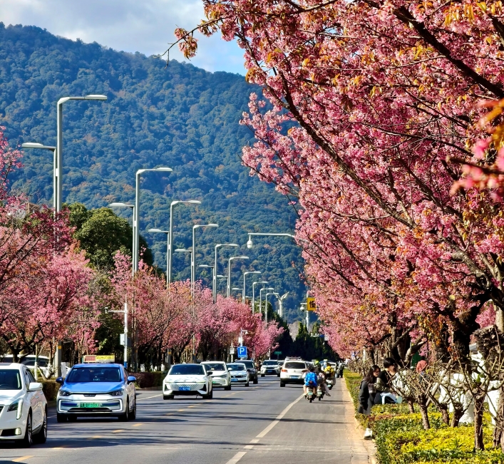 Panduan Wisata Yunnan Bulan Januari: Musim Dingin yang Hangat, Pegunungan Bersalju, dan Festival