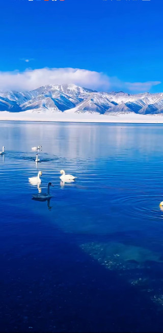 【March · Blue Ice Unmelted, Swan Solo Dance】Sayram Lake Off-Peak Secret Guide