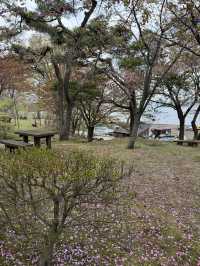山中湖畔櫻花秘境富士山下的天鵝湖