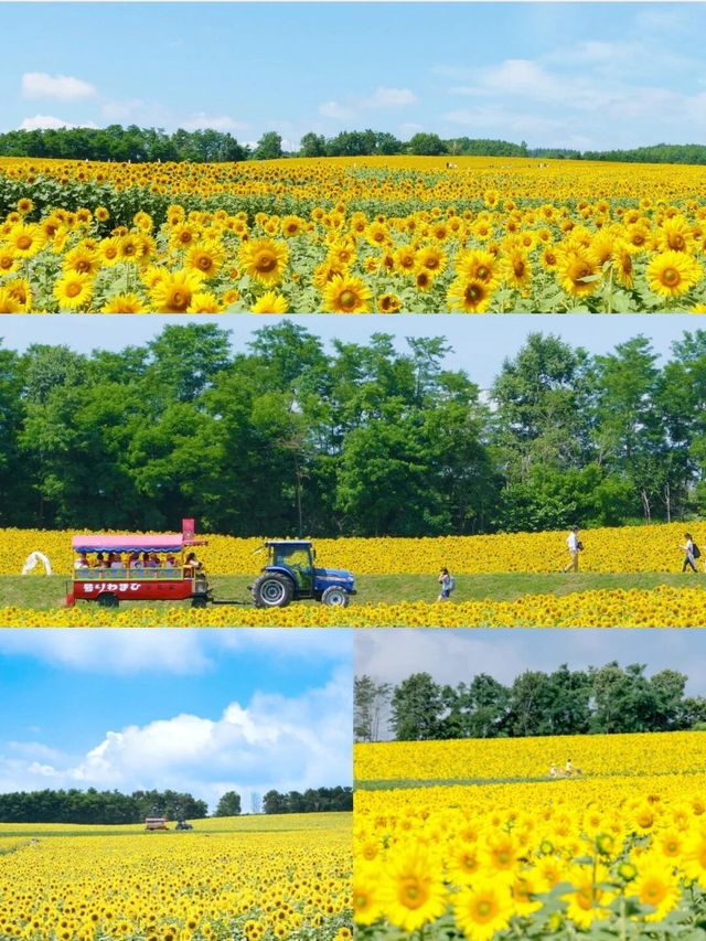 6天夏日暢遊日本攻略速來get