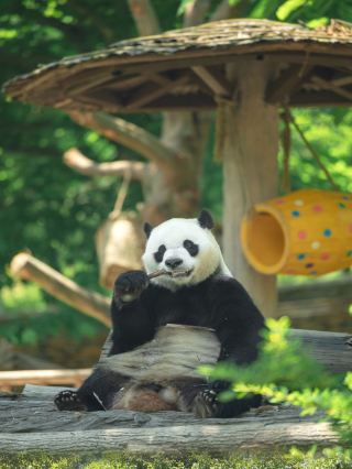 The ultimate summer kid outing: relax and watch "Fubao" enjoy 21℃