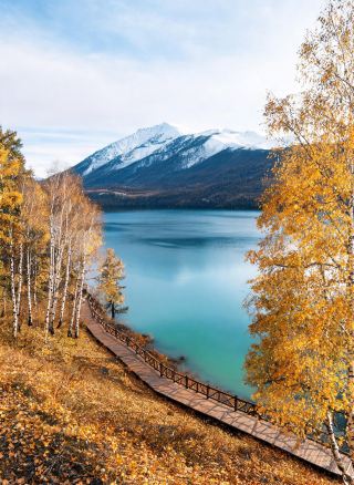  Autumn in Hemu only turns golden for 2–3 weeks a year