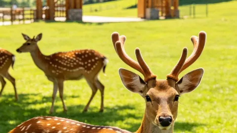멀리 갈 필요 없어요! 쓰핑 이퉁 + 솽양 선루펑, 하루 만에 만나는 동북 산야 풍경 — traveler post in 쓰핑