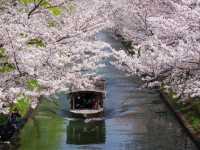 【京都市】桜 x 川 x 舟の風情🌸