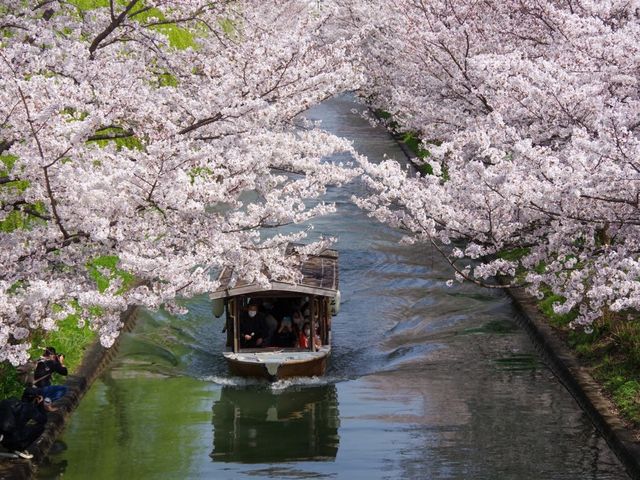 【京都市】桜 x 川 x 舟の風情🌸