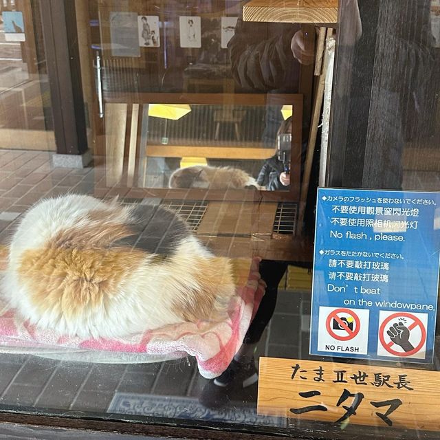 去和歌山探吓貓駅長
