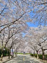 대구 이월드 벚꽃 축제 즐겨봐요🌸🌸🌸