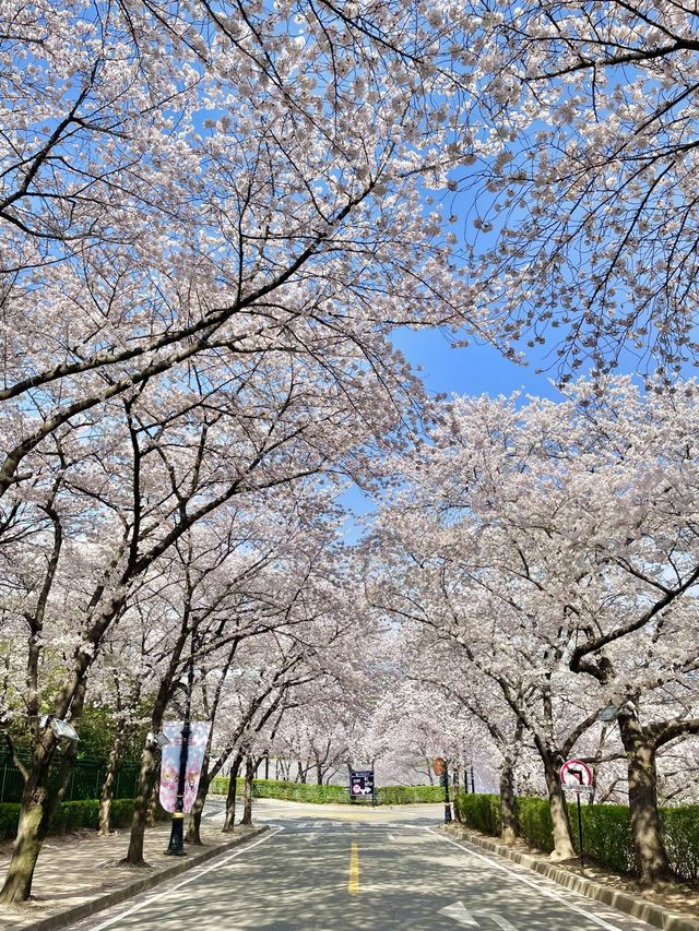 대구 이월드 벚꽃 축제 즐겨봐요🌸🌸🌸