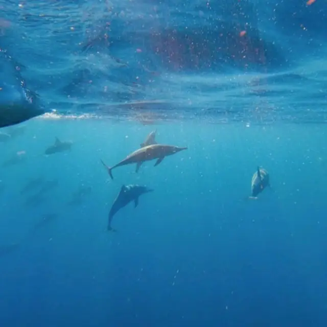 Hunting Dolphin at Lovina Bali