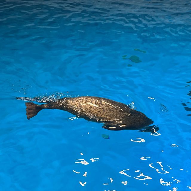 海洋公園：北極之旅