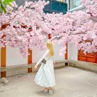 ซากุระเวียดนาม! สีชมพู สดใส มาอัพเดทรูปกัน