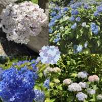 日本紫陽花寺—三室戶寺