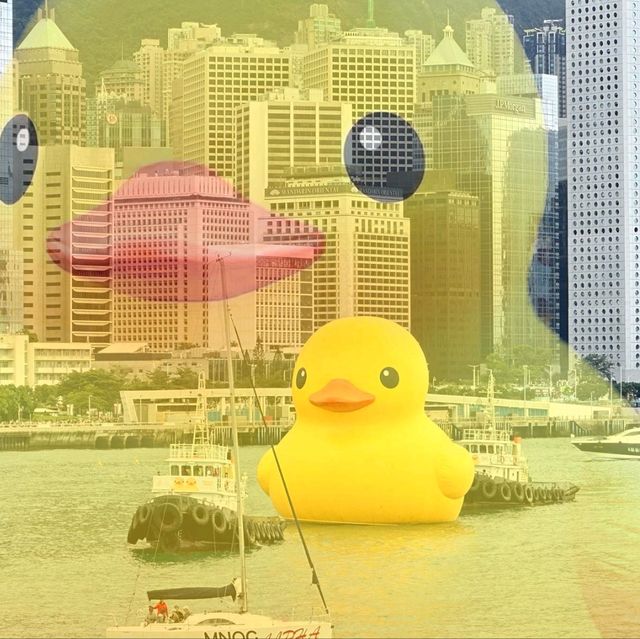 🛳洋紫荊維港遊🐥黃鴨熱潮
