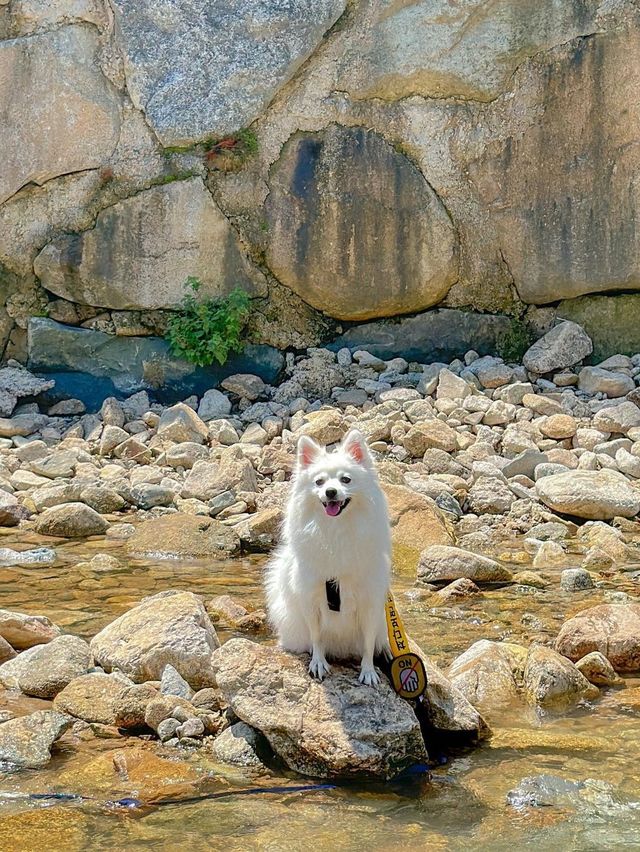 우리집 아이도, 강아지도 모두 즐거운 계곡 맛집 추천🩵 
