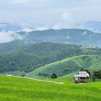 ป่าบงเปียง 🌾