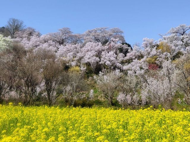 Hanami Yama Sakura season 🌸🌺🌼