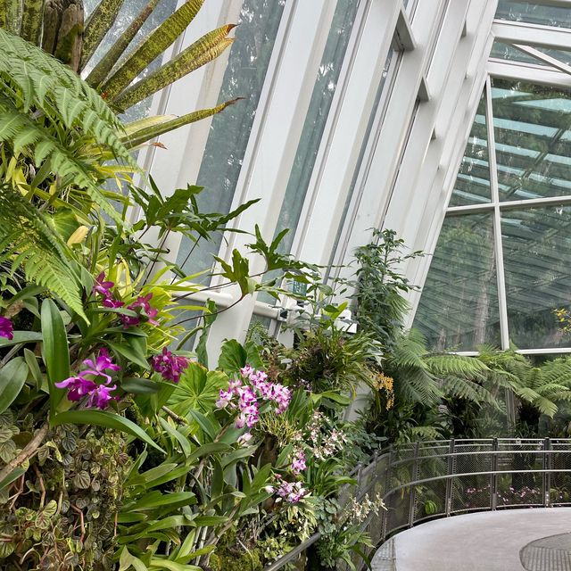 A treat to the senses@National Orchid Garden