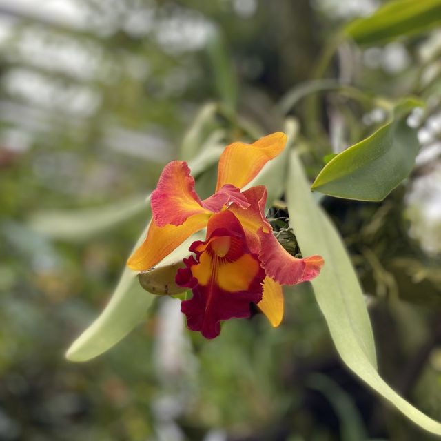 🇸🇬 Orchid paradise for enthusiast! ✨