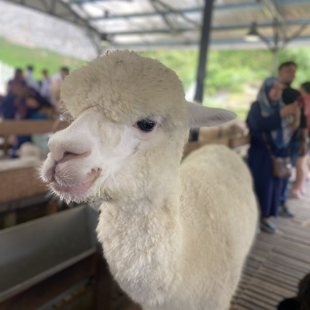 A Charming Encounter at Cameron Highland