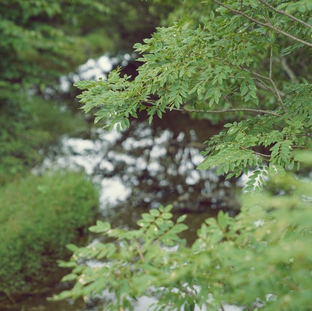 🌳 제주에서 차로 갈 수 있는 가장 높은 곳, 1100고지습지