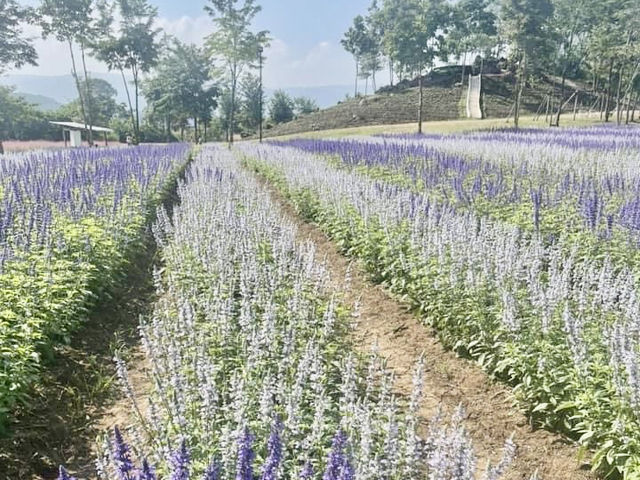 Secret Khao Yai  Flower garden