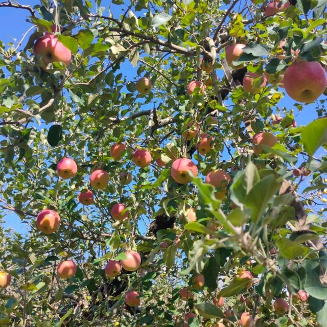 Kochia season and Apple picking 