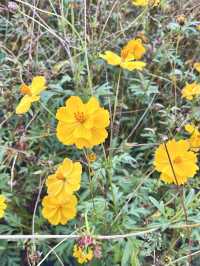 가을 코스모스 구경은 올림픽공원에서🌼