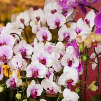 Unique Quirky Plants at Mongkok Flower Market