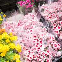 Unique Quirky Plants at Mongkok Flower Market
