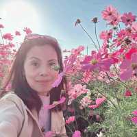 Beauty of Cosmos and You
