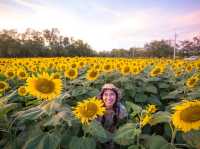 ตะวันบาน...ที่อ่างดอกกราย🌻🌻🌻🌻
