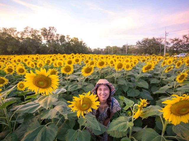 ตะวันบาน...ที่อ่างดอกกราย🌻🌻🌻🌻