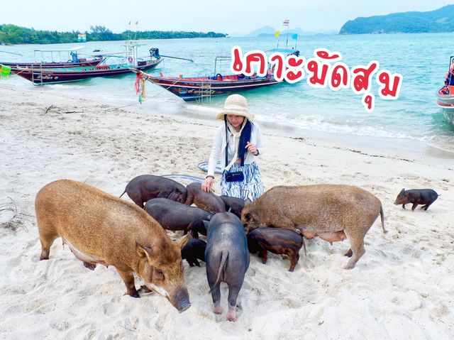 เกาะมัดสุม มัดใจด้วยน้องหมูอวบๆ